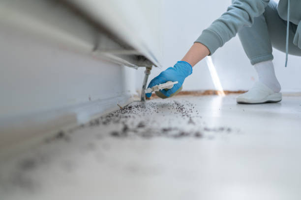 Pest Control for Restaurants in Foothill Farms, CA